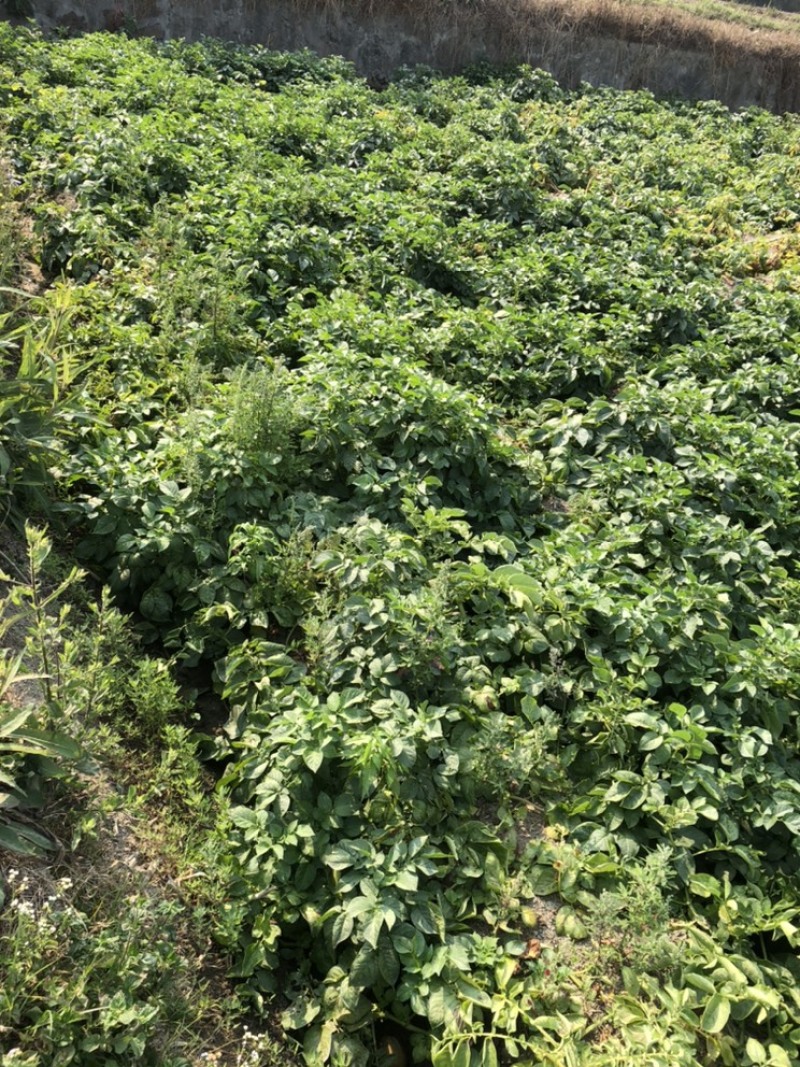 新土豆，黄皮，黄心