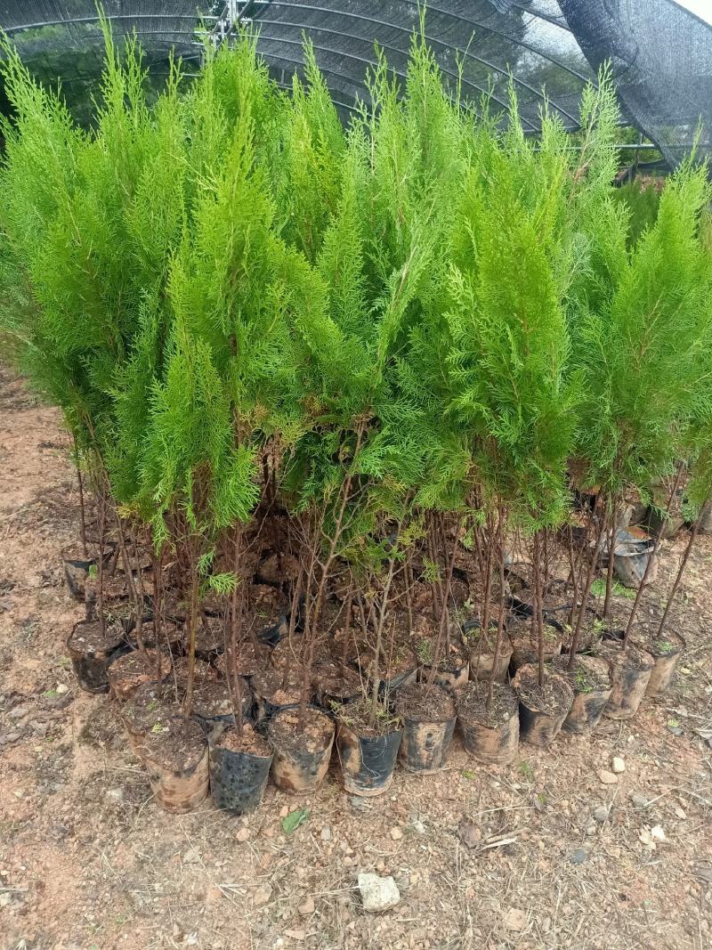 广西侧柏柏芝杯苗，批发零售