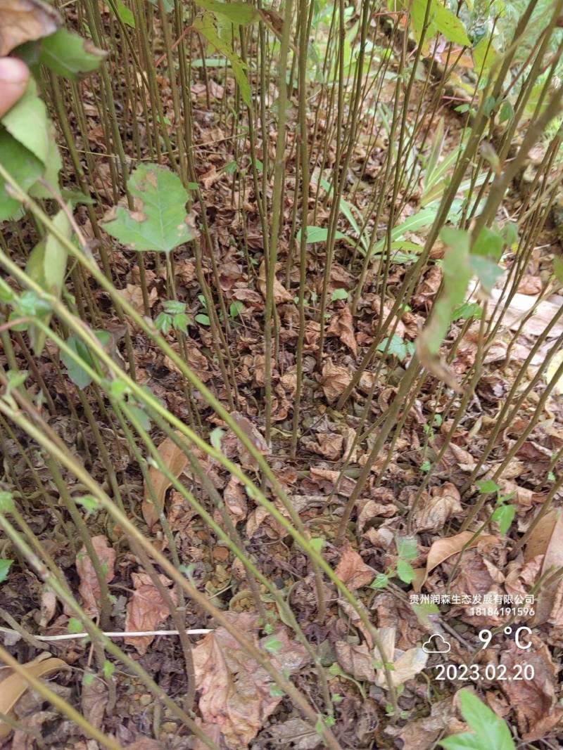 枫香袋苗，枫香树苗，基地直发，一手货源，