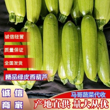 山东精品油亮绿皮西葫芦光泽好无破损，量大质优全国发货