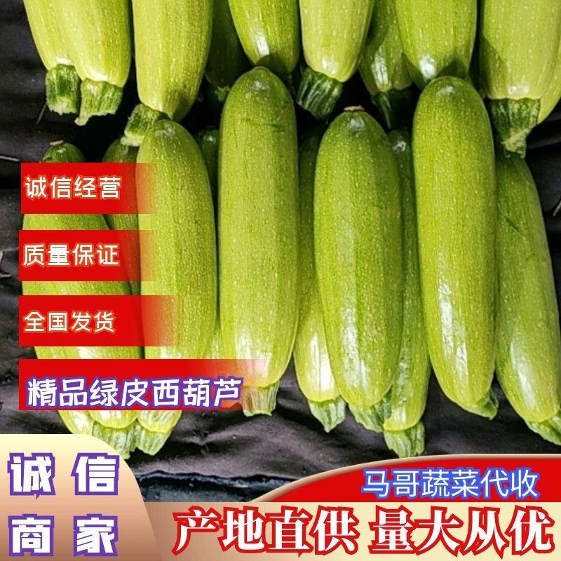 山东精品油亮绿皮西葫芦光泽好无破损，量大质优全国发货