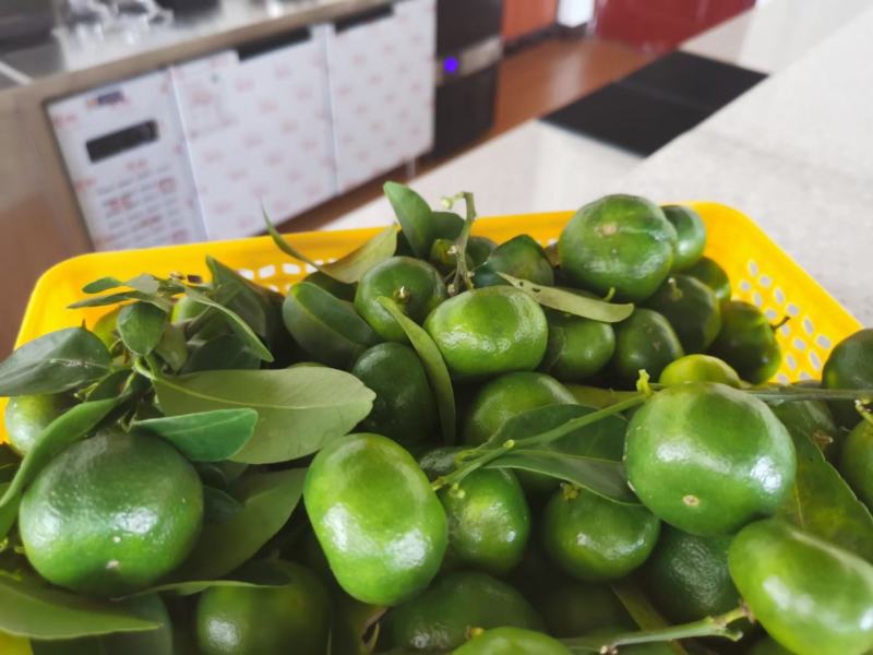台湾绿宝石香柠，新品种千亩种植园