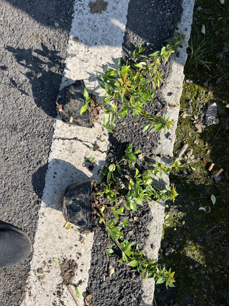 金叶大花六道木大杯苗