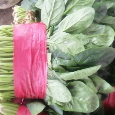 大叶菠菜