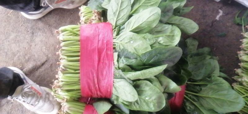 大叶菠菜