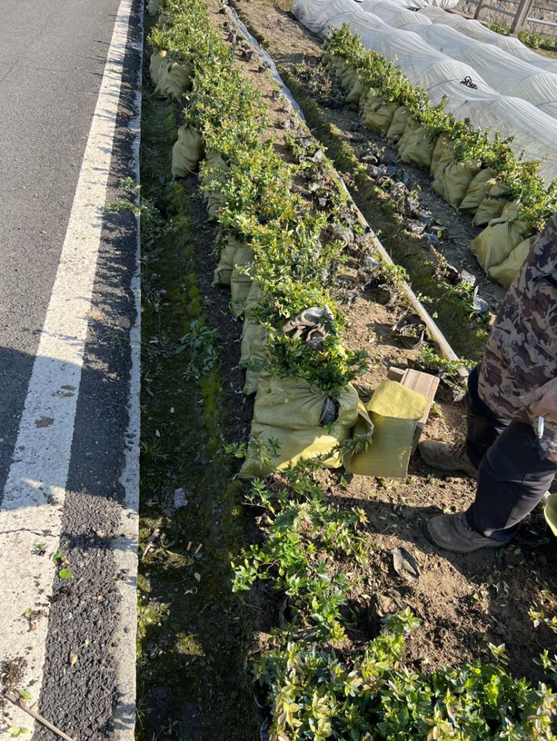 金叶大花六道木大杯苗