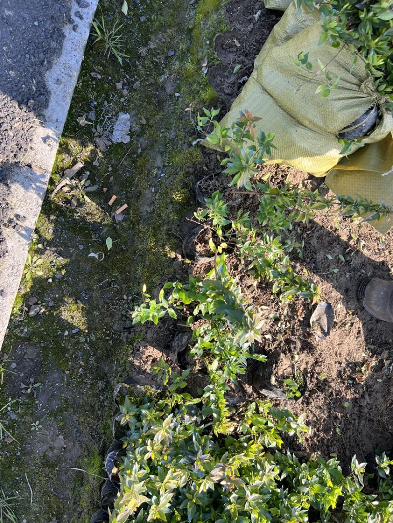 金叶大花六道木大杯苗