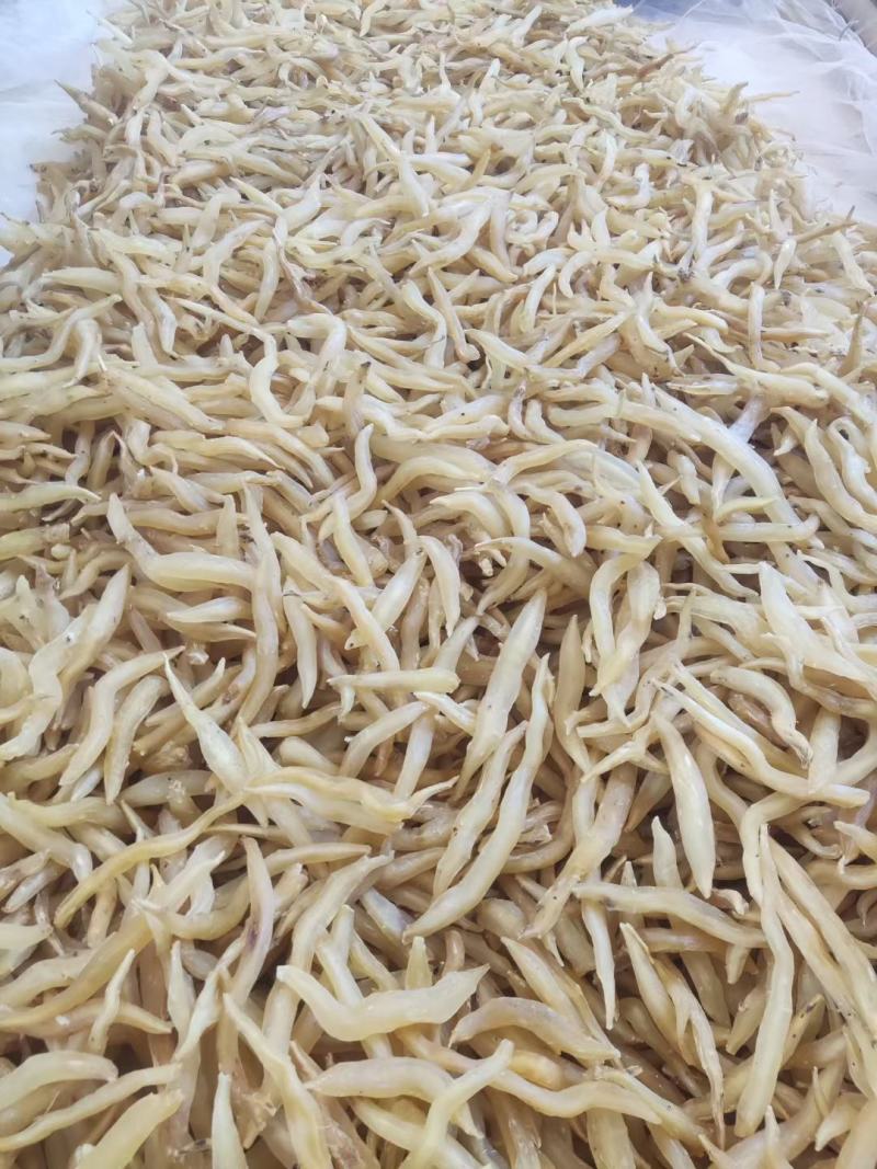 云南大天冬苗，天冬种子基地直发，免费技术指导