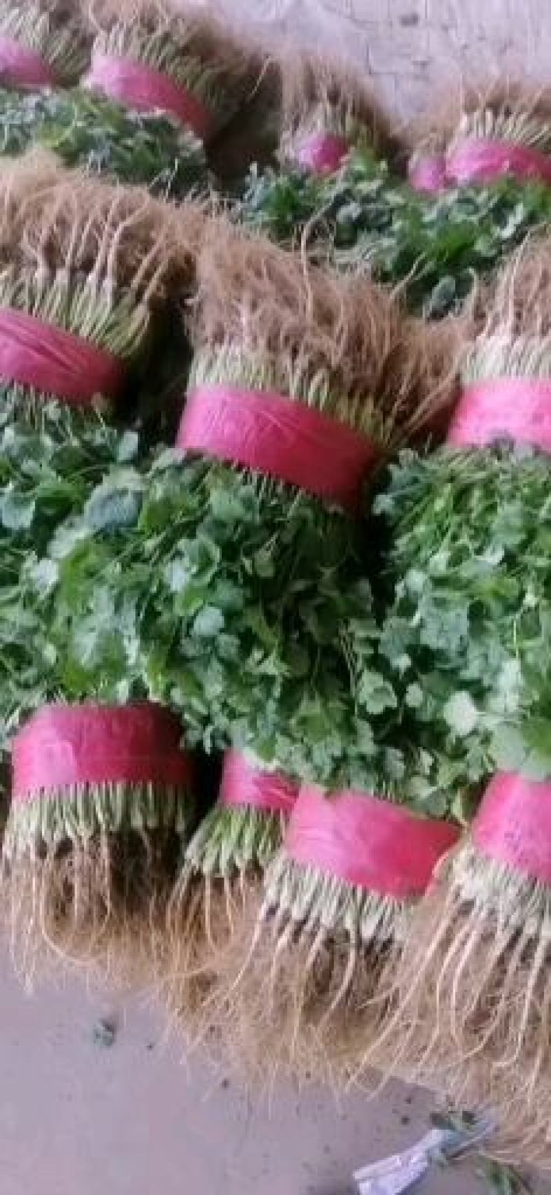 大叶香菜
