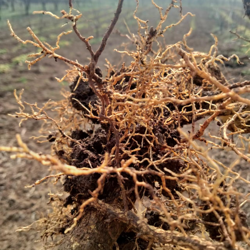 无刺南强大红袍花椒苗，爪子大，颗粒大，颜色鲜红，易采摘