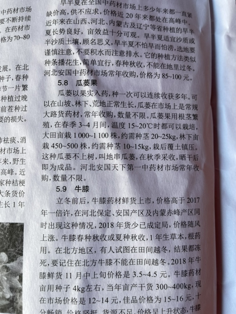 白芷种子中药材种子纯新包发芽提供种植技术价格上涨