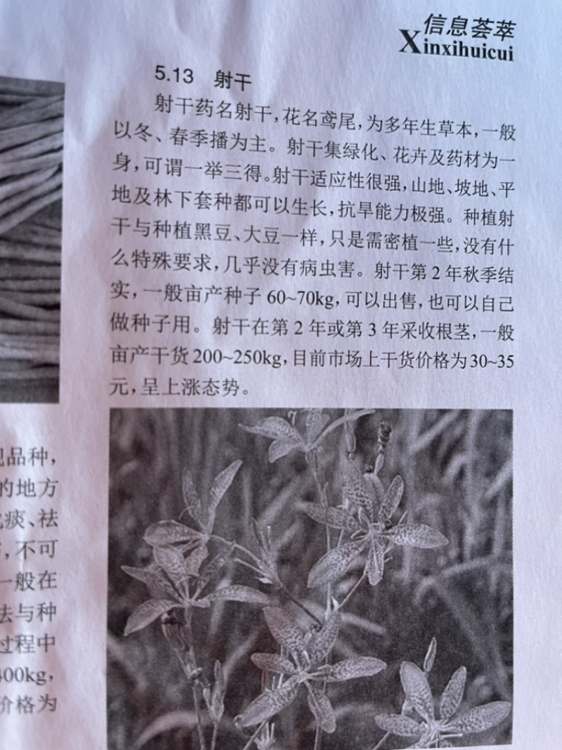 白芷种子中药材种子纯新包发芽提供种植技术价格上涨
