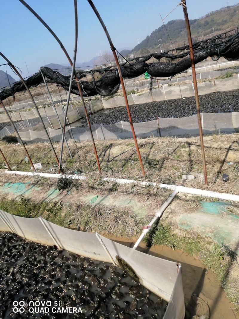 牛蛙，沼泽绿牛蛙，非洲大青蛙大量出货中，全国发货，招老板