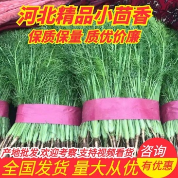 河北精品小回香大量有货，产地直供30到45左右可视频看货