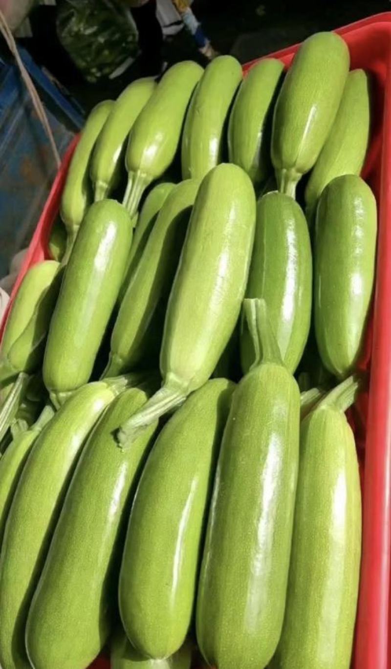 山东精品油亮绿皮西葫芦光泽好无破损，量大质优全国发货