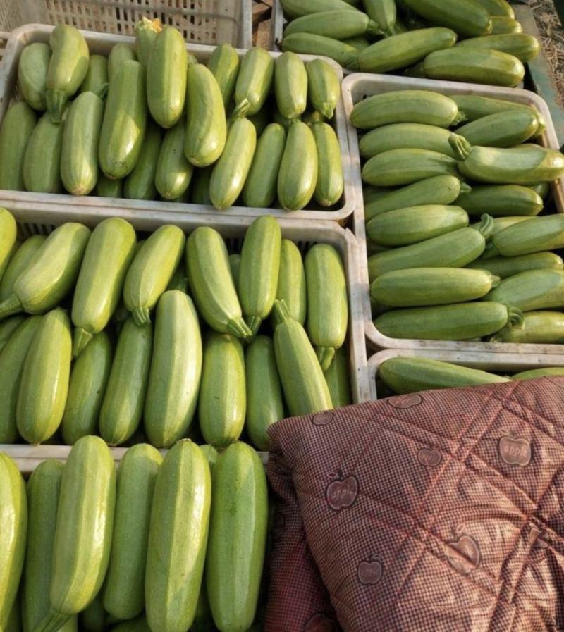 山东精品油亮绿皮西葫芦光泽好无破损，量大质优全国发货