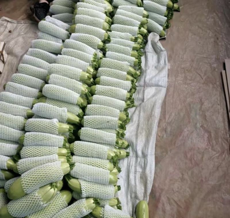 山东精品油亮绿皮西葫芦光泽好无破损，量大质优全国发货