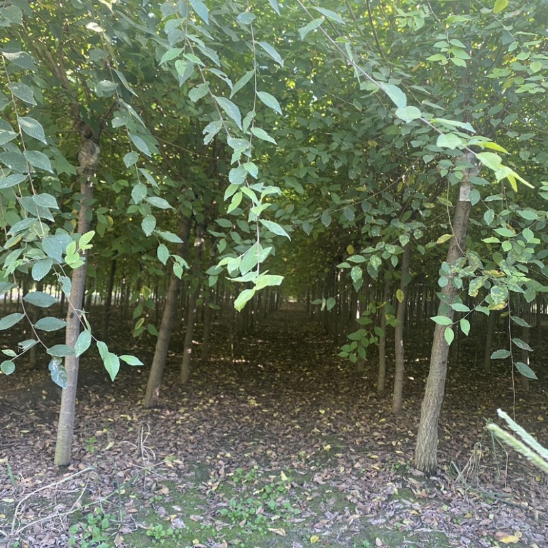 矮杆金叶榆基地3公分4公分5公分6公分8公分10公分现货