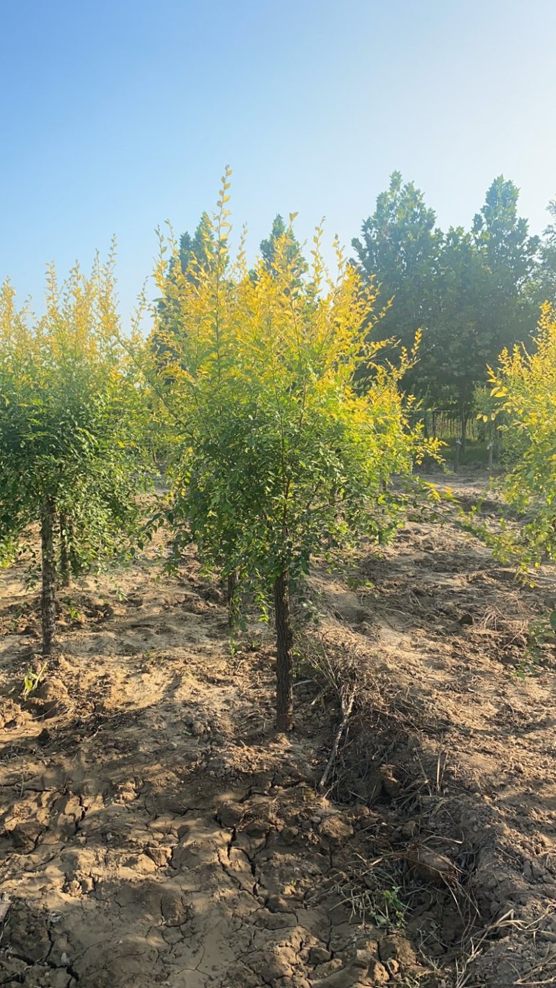 矮杆金叶榆基地3公分4公分5公分6公分8公分10公分现货