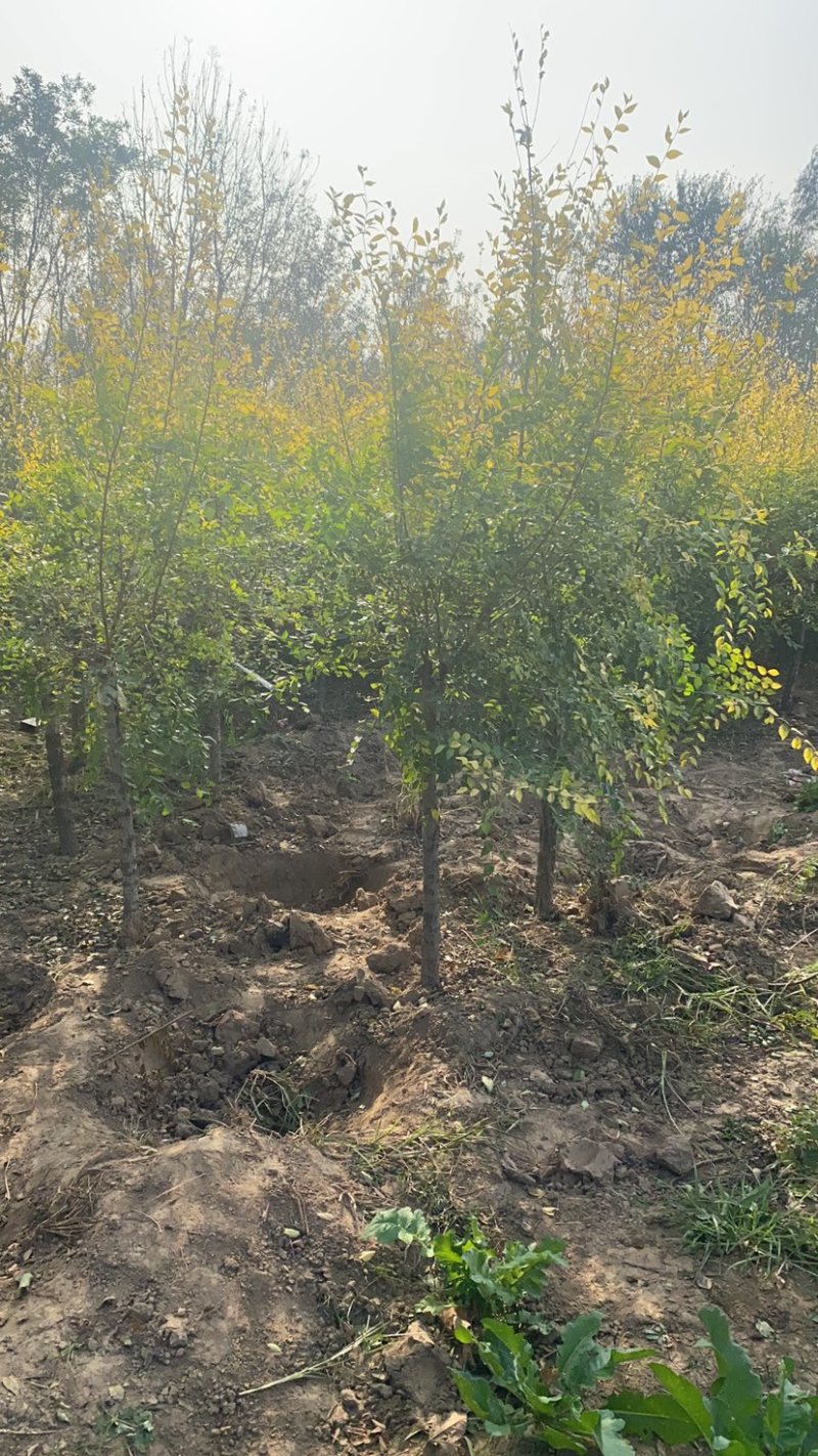 矮杆金叶榆基地3公分4公分5公分6公分8公分10公分现货