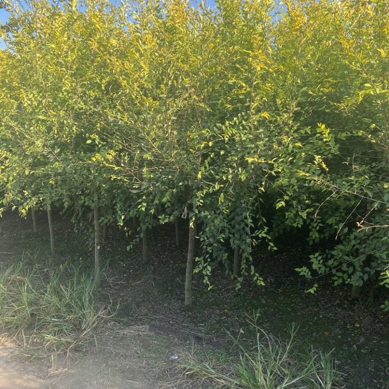 矮杆金叶榆基地3公分4公分5公分6公分8公分10公分现货