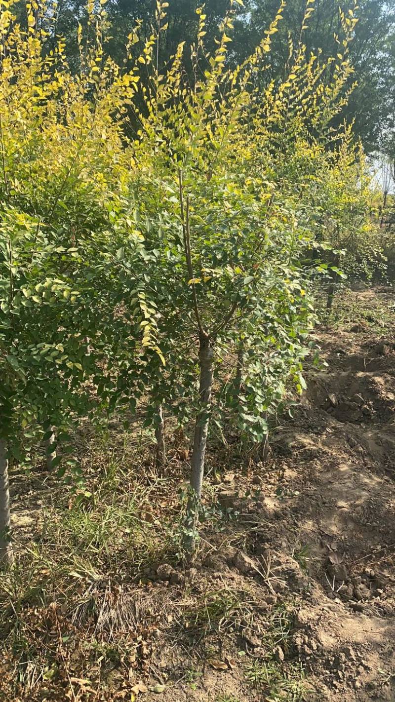 矮杆金叶榆基地3公分4公分5公分6公分8公分10公分现货