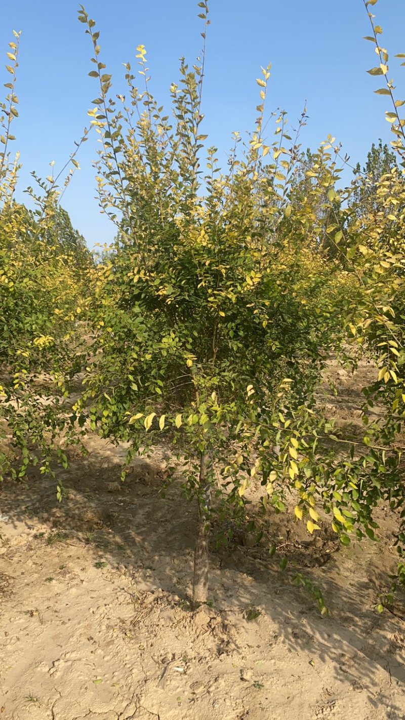 矮杆金叶榆基地3公分4公分5公分6公分8公分10公分现货