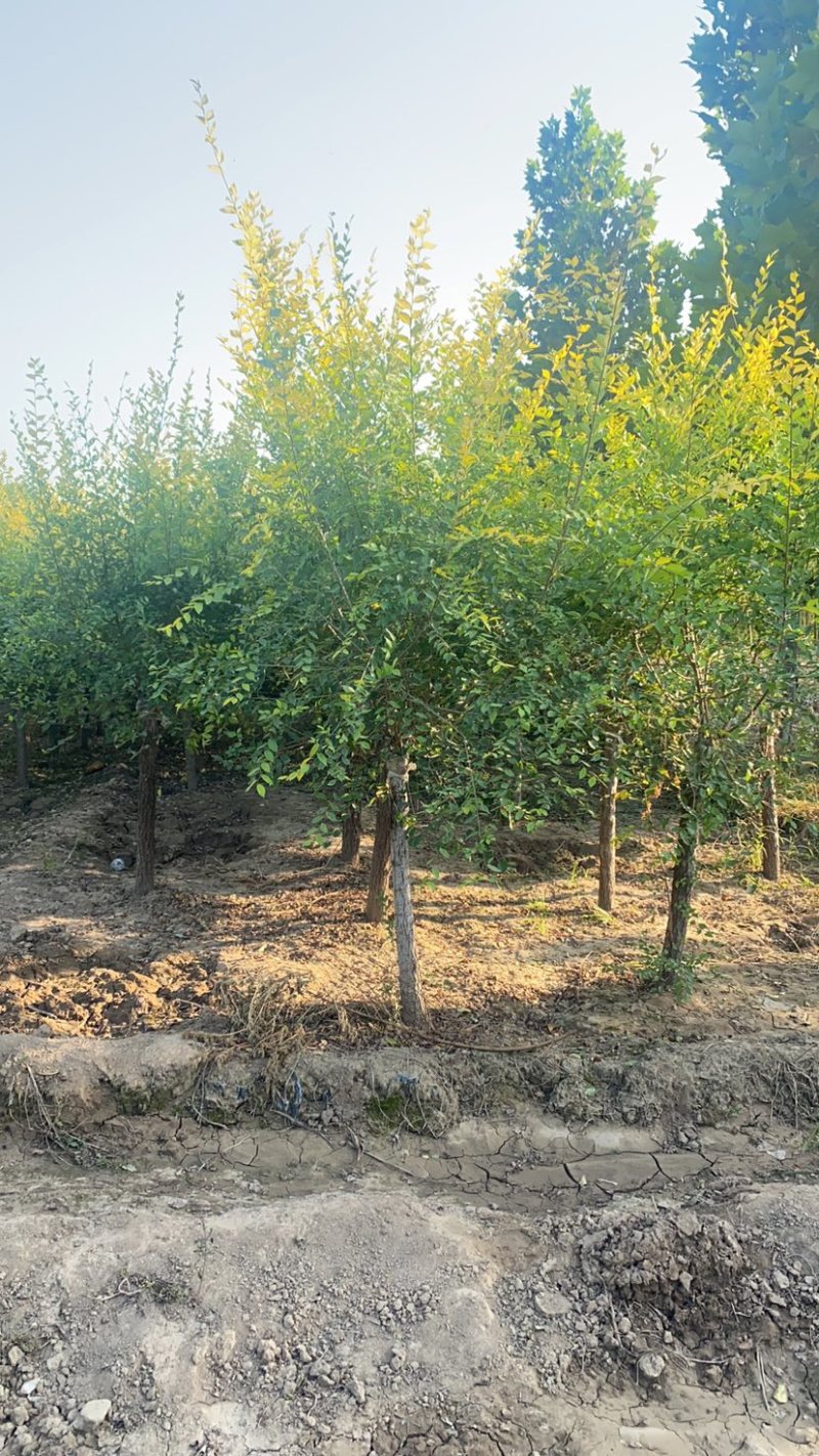 矮杆金叶榆基地3公分4公分5公分6公分8公分10公分现货