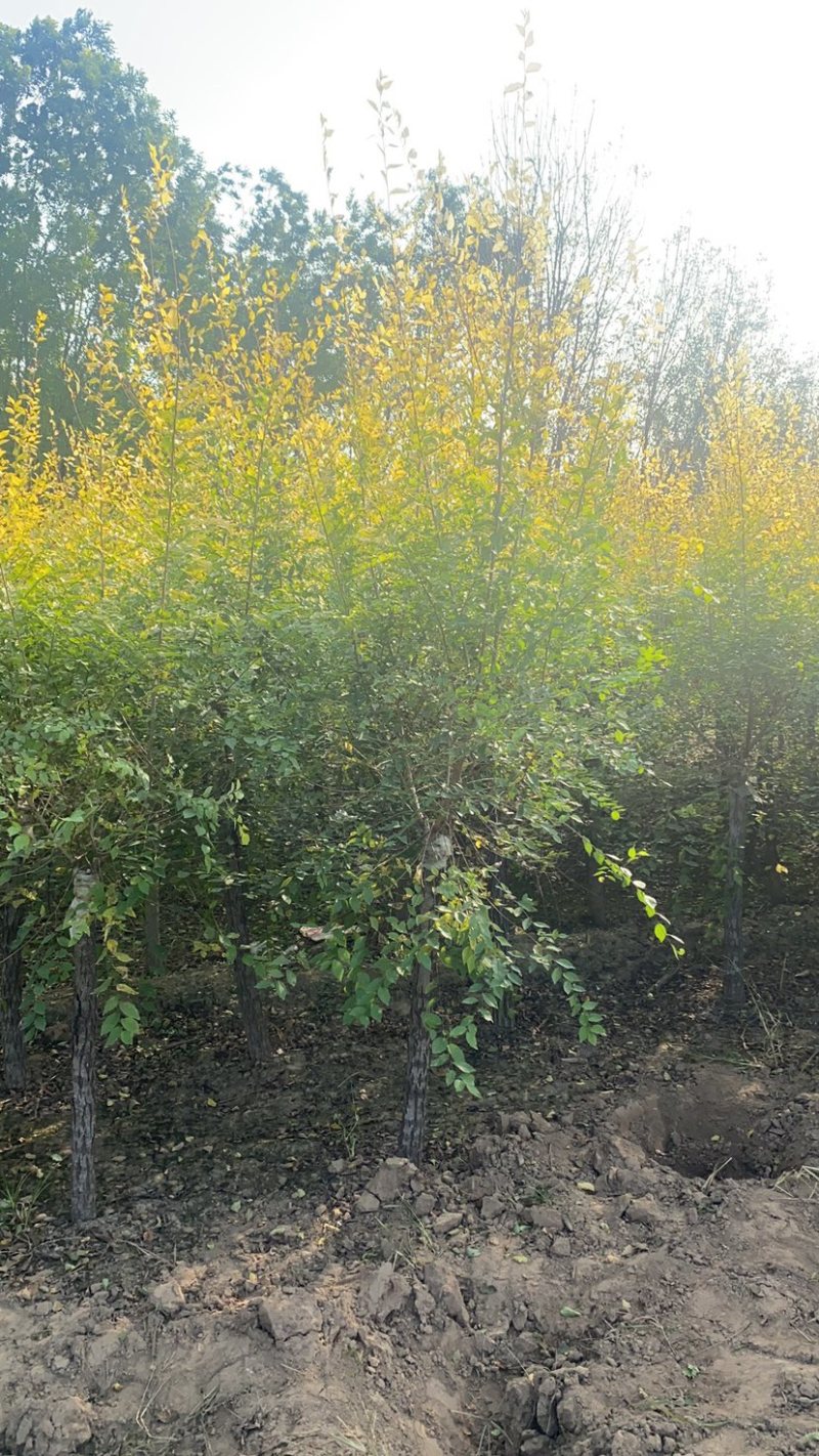 矮杆金叶榆基地3公分4公分5公分6公分8公分10公分现货