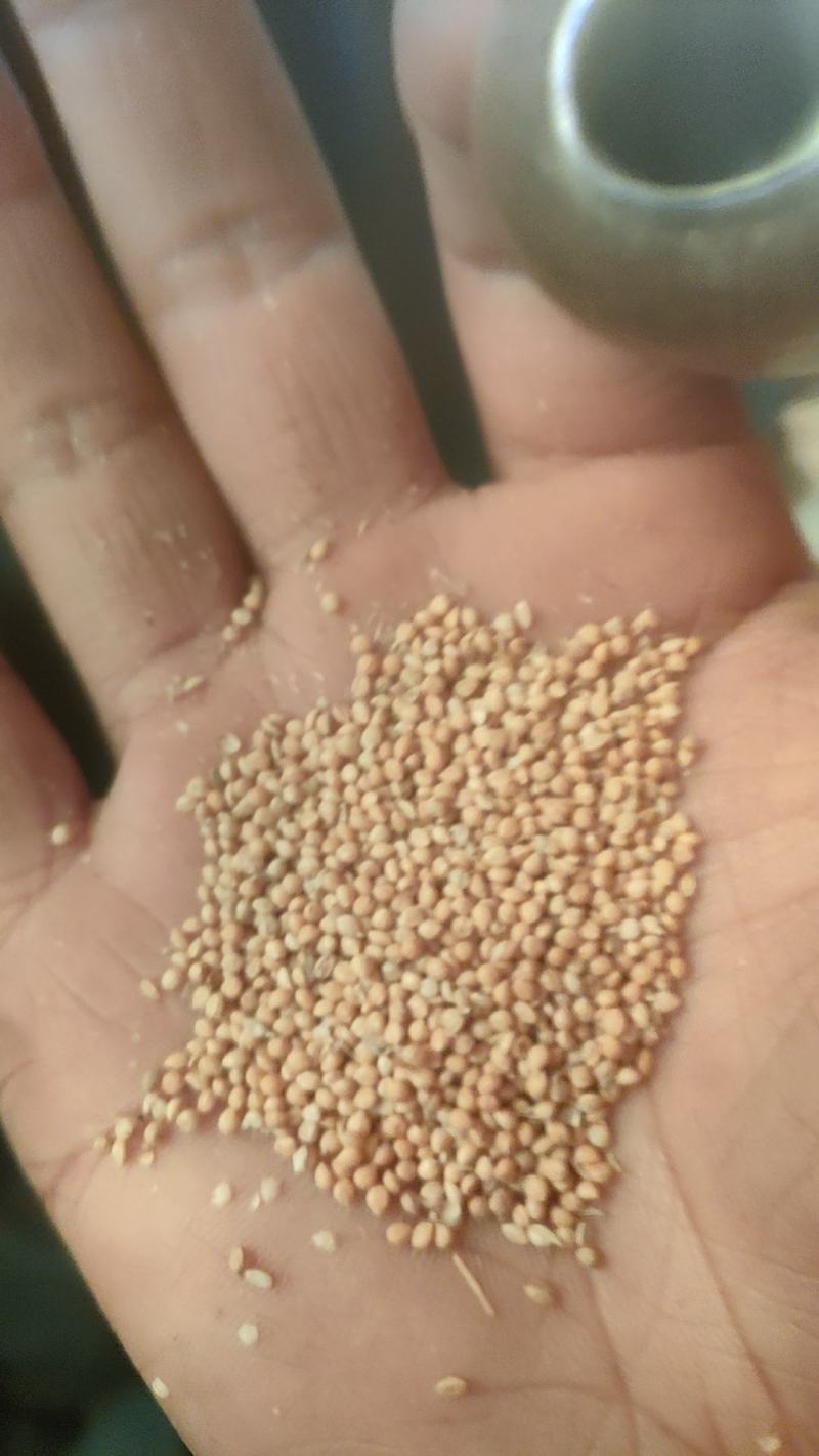 常年出售白黄皮鸟食谷子