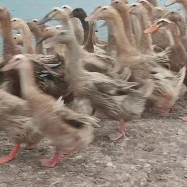 4000羽陶太蛋鸭出售看上的联系