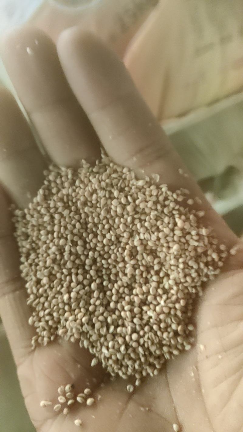 常年出售白黄皮鸟食谷子