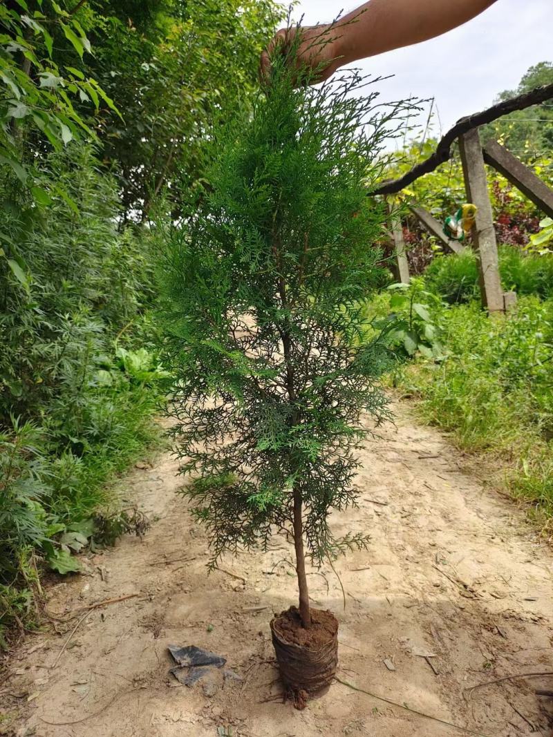 农户直销，种植大户，各种规格营养杯侧柏