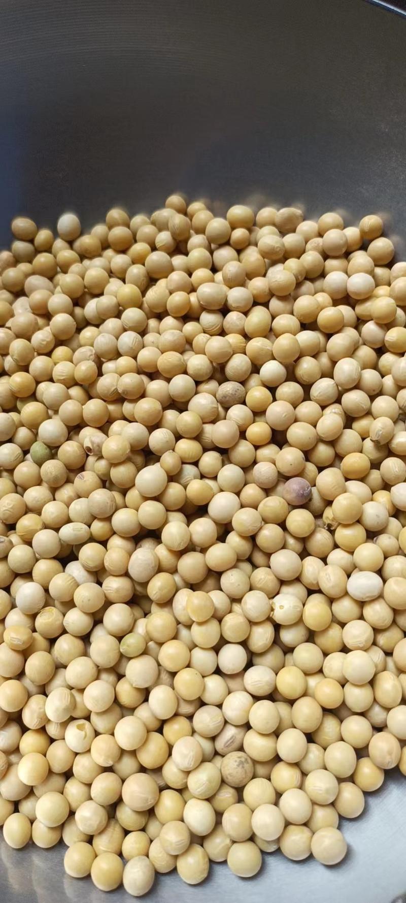 精品东北新黄豆质量非常好，大量供应，欢迎合作