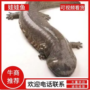 仿生态养殖娃娃鱼手续齐全，每天下午5点前下单的当天全发走