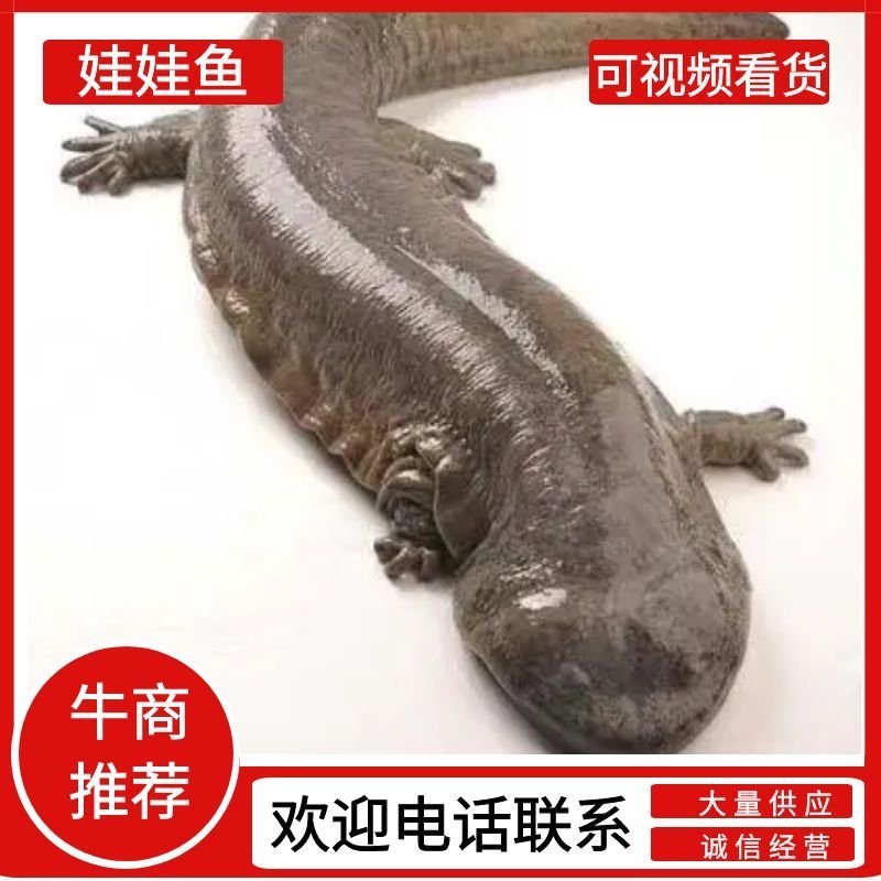 仿生态养殖娃娃鱼手续齐全，每天下午5点前下单的当天全发走
