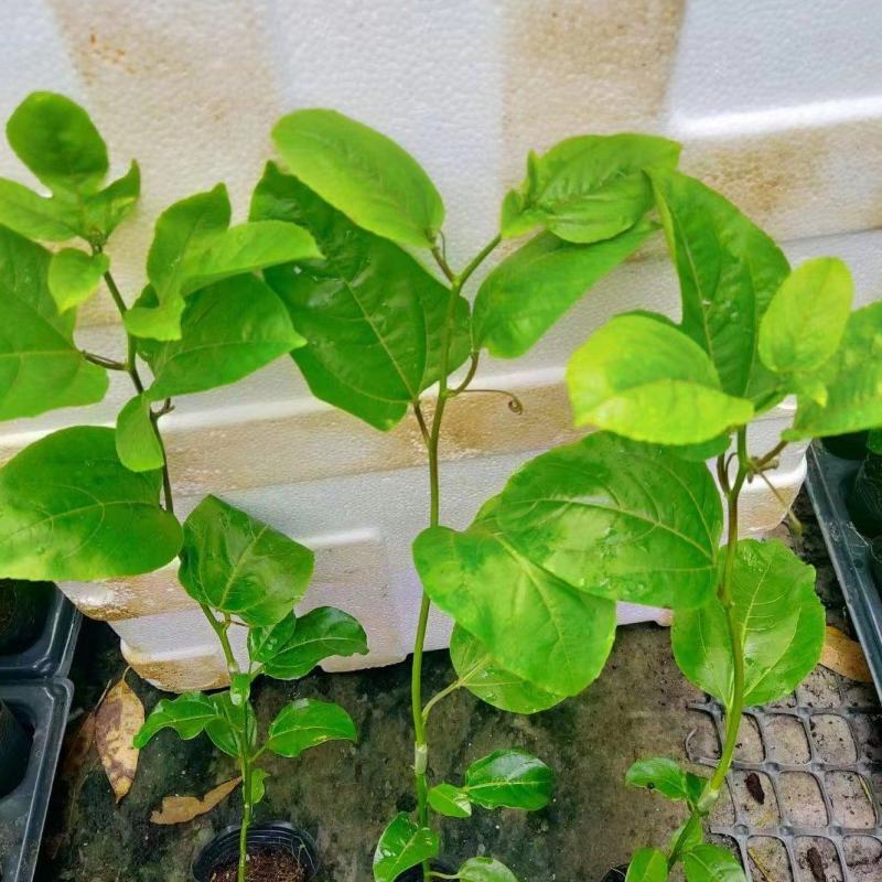 精选百香果苗，物美价廉，欢迎咨询