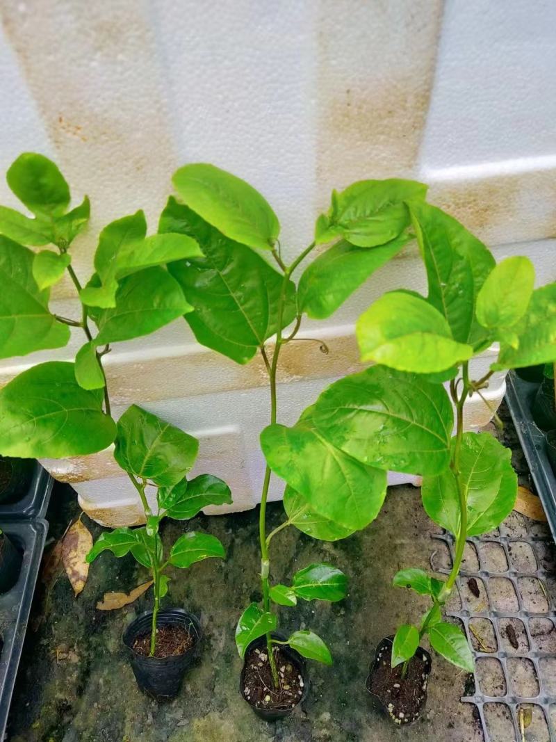 精选百香果苗，物美价廉，欢迎咨询