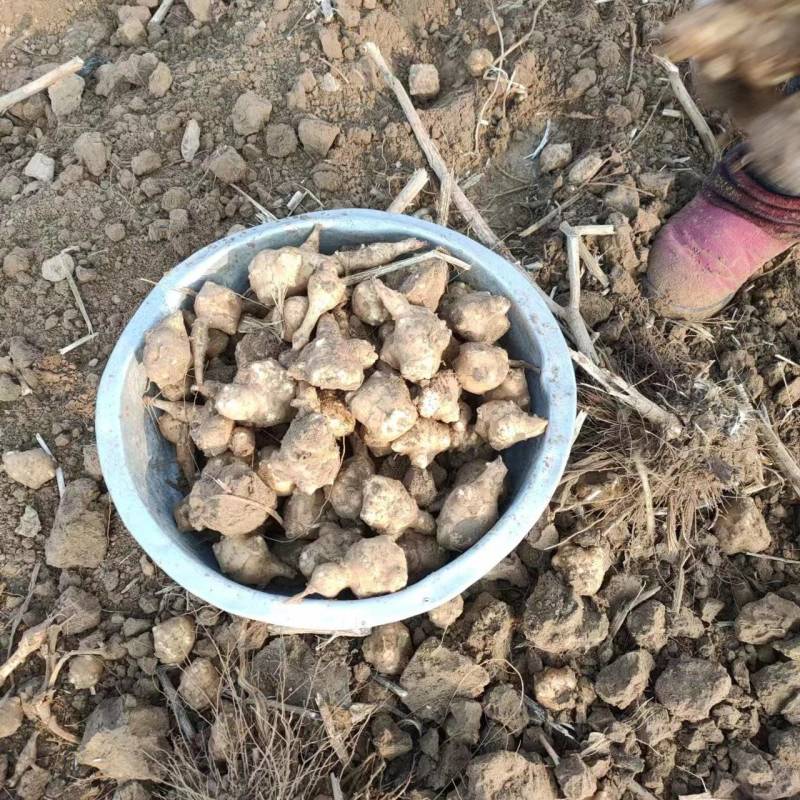 洋姜白皮的，优质量大，有精品，通货，按客欢迎各地客商下单