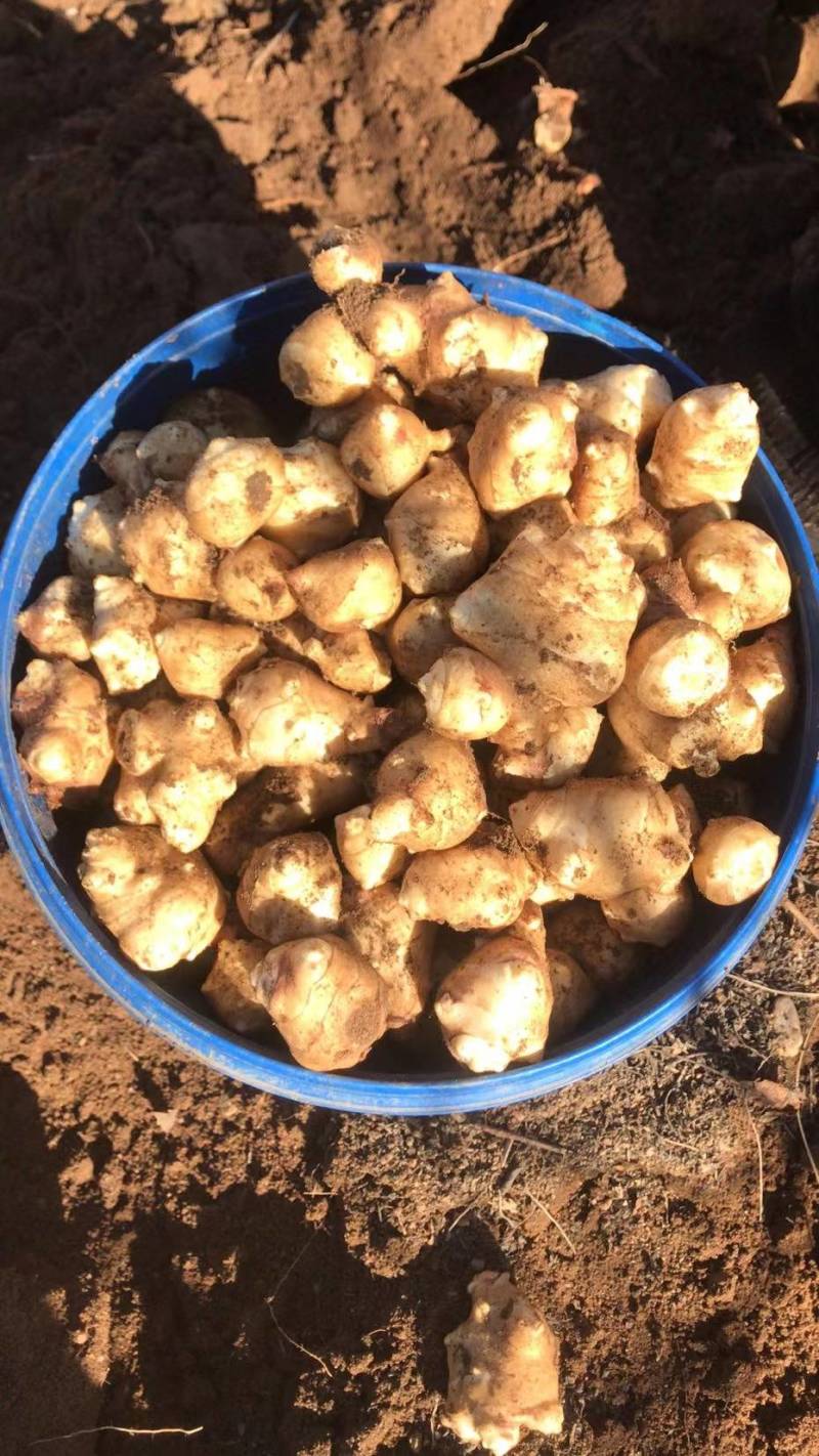 洋姜白皮的，优质量大，有精品，通货，按客欢迎各地客商下单