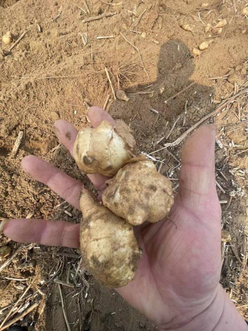 洋姜白皮的，优质量大，有精品，通货，按客欢迎各地客商下单