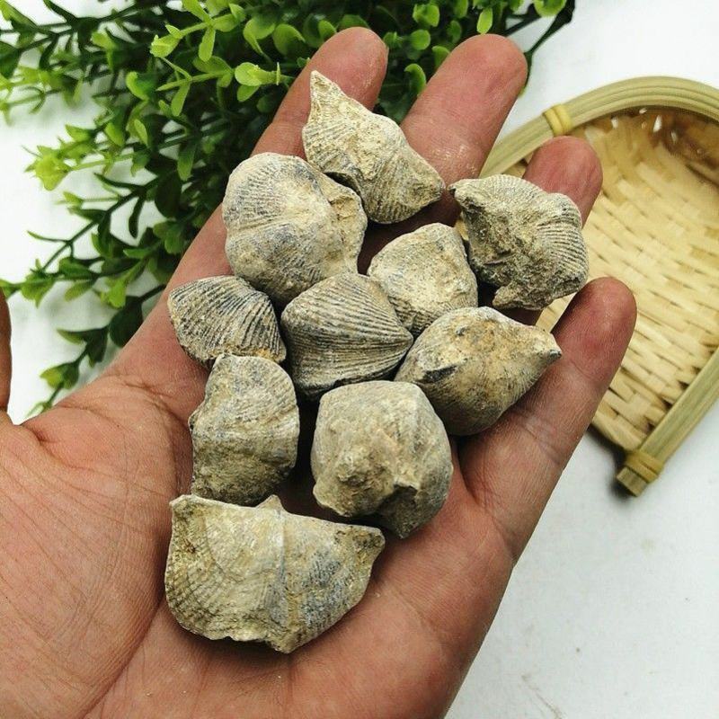 石燕干货燕子石矿石类中药材欢迎选购！