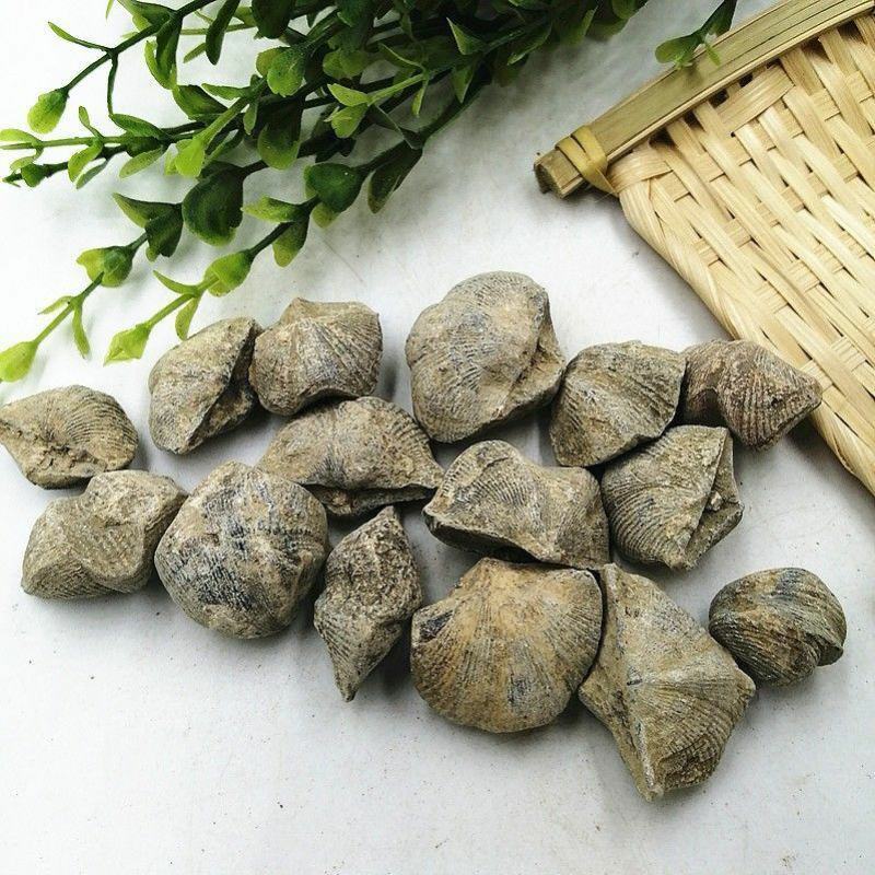 石燕干货燕子石矿石类中药材欢迎选购！