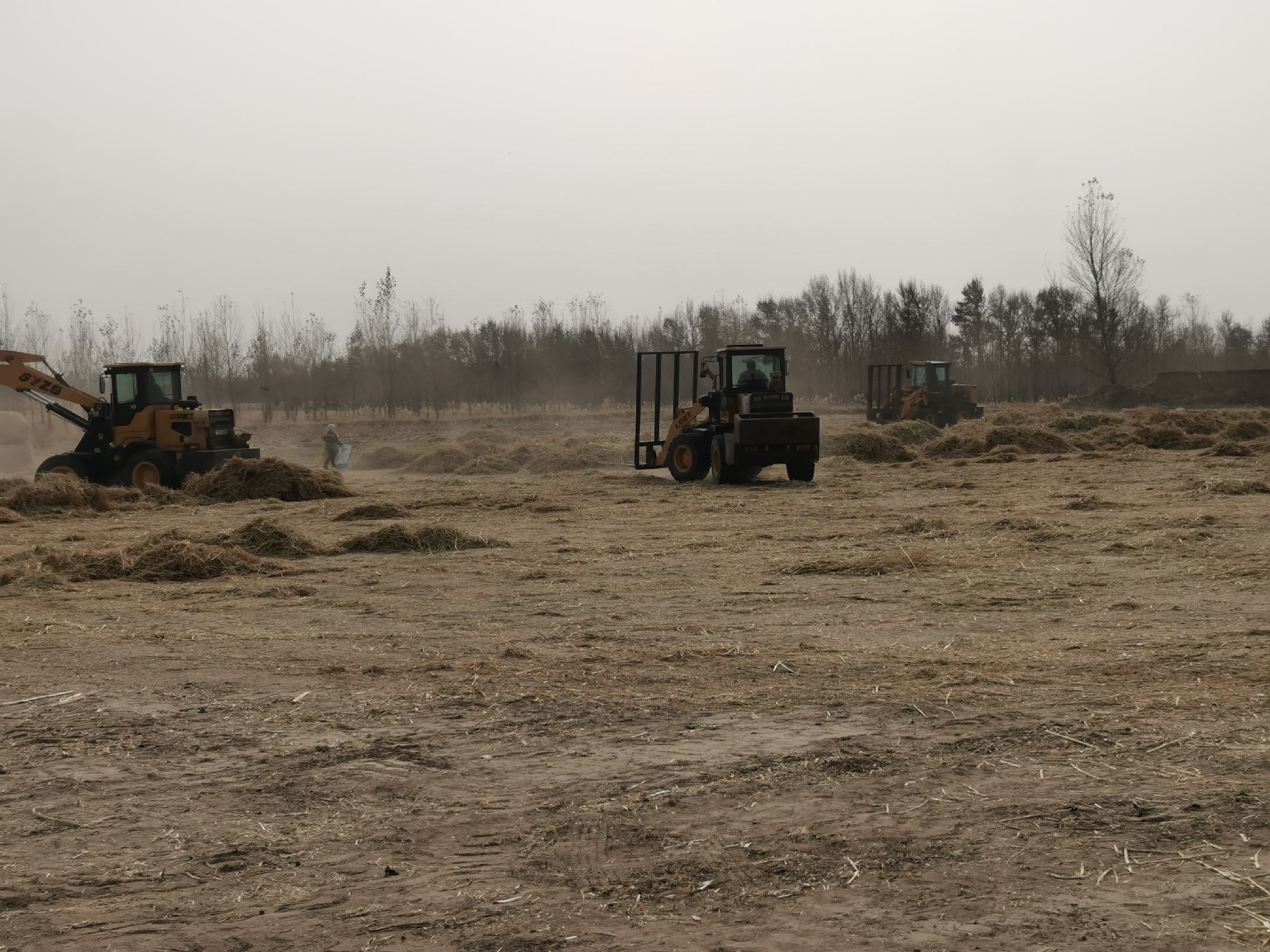 鱼腥草清除后的田间管理