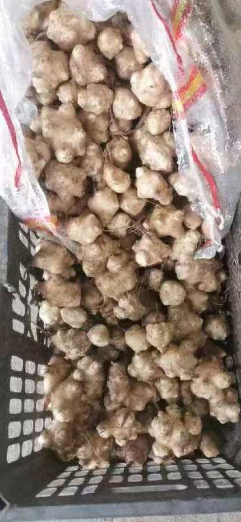 洋姜白皮的，优质量大，有精品，通货，按客欢迎各地客商下单