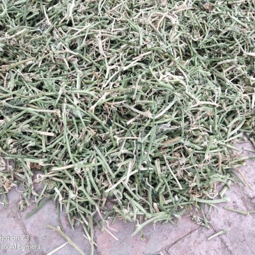 黄瓜藤干货黄瓜藤中药材欢迎选购！量大从优！