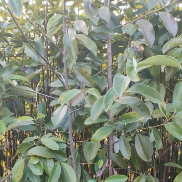 宜春奉新县本地种植基地，深山含笑大量供应，规格齐全，
