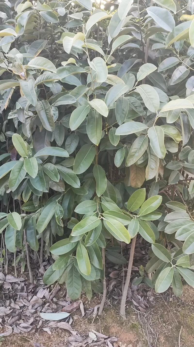 宜春奉新县本地种植基地，深山含笑大量供应，规格齐全，