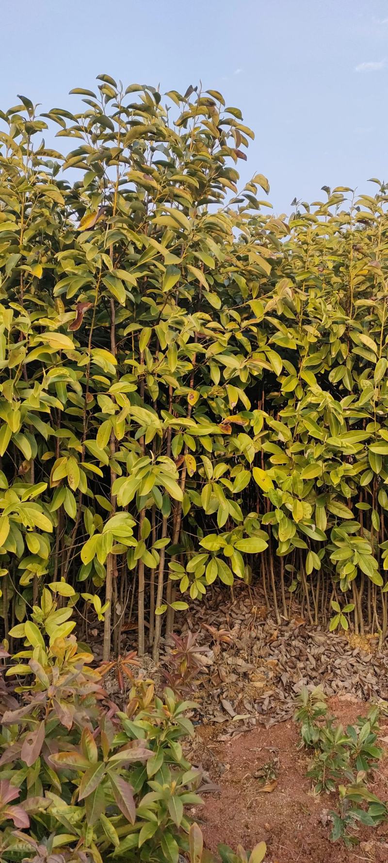 宜春奉新县本地种植基地，深山含笑大量供应，规格齐全，
