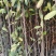 宜春奉新县本地种植基地，深山含笑大量供应，规格齐全，